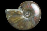 Flashy Red Iridescent Ammonite - Wide #127927-1